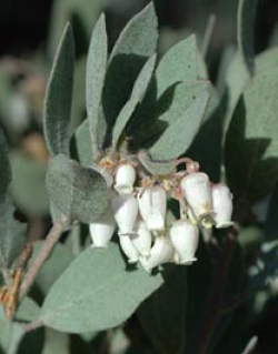 Photo taken at Bonny Doon Ecological Reserve © 2006 Dylan Neubauer. 